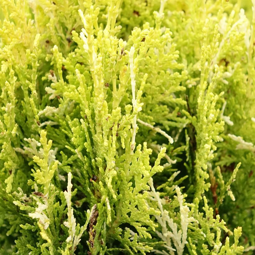 Thuja orientalis Fleck (Foliage)