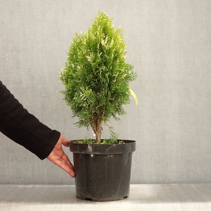 Example of Thuja orientalis Fleck Topf mit 7,5L/10L as you get in automne