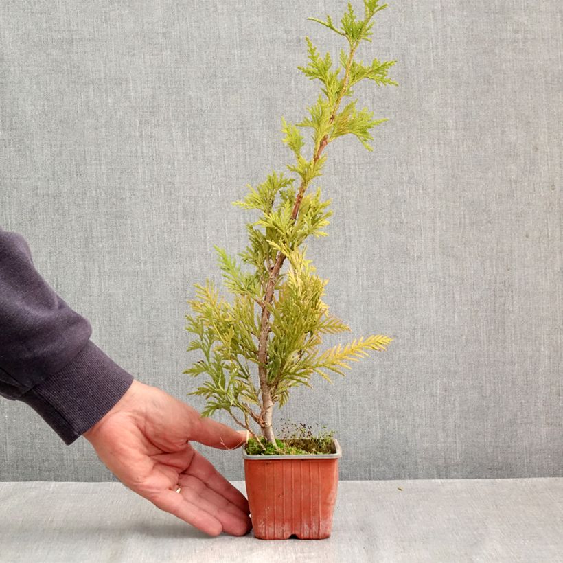 Exemplar von Thuja plicata Can-can Kleine Töpfe von 8/9 cm wie im Herbst geliefert