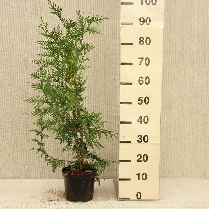 Example of Thuja plicata Excelsa Topf mit 2L/3L as you get in automne