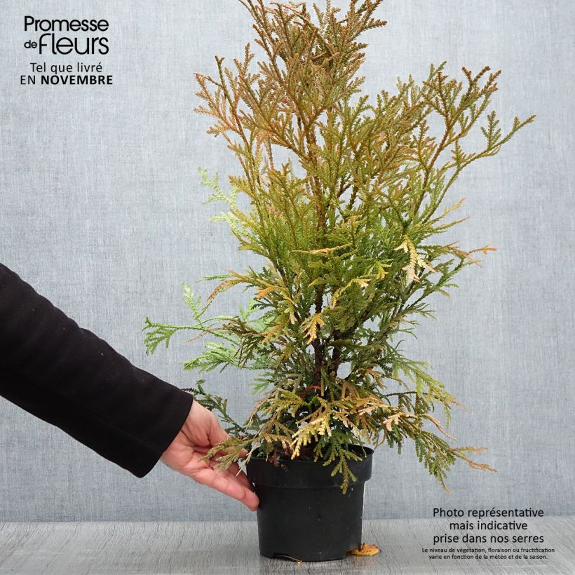 Example of Thujopsis dolabrata Variegata Topf mit 2L/3L as you get in automne