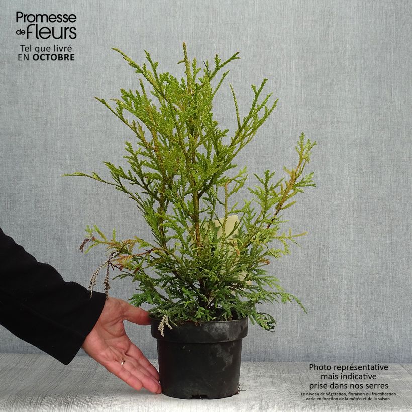 Example of Thujopsis dolobrata Topf mit 2L/3L as you get in automne