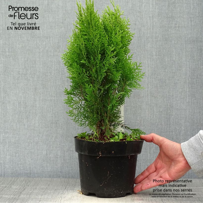 Example of Platycladus orientalis Aurea Nana - Morgenländische Lebensbaum Topf mit 2L/3L as you get in automne