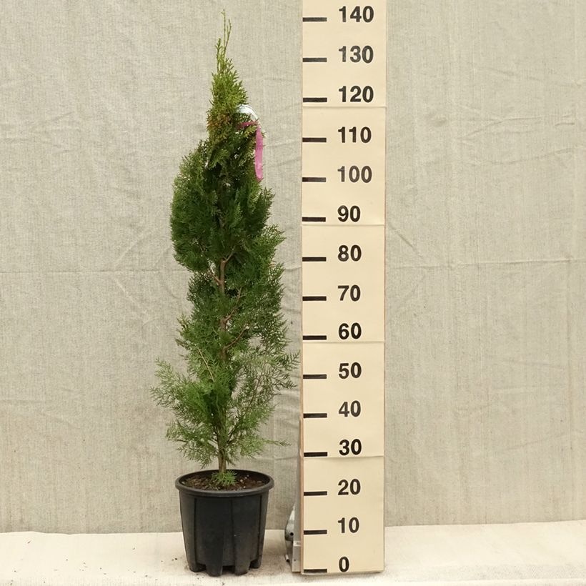 Exemplar von Thuja orientalis Pyramidalis Aurea - Amerikanischer Lebensbaum Topf mit 7,5L/10L wie im Frühjahr geliefert