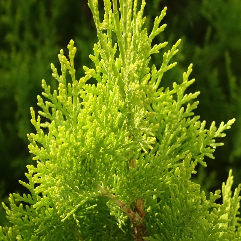 Thuja orientalis Pyramidalis Aurea - Amerikanischer Lebensbaum (Foliage)