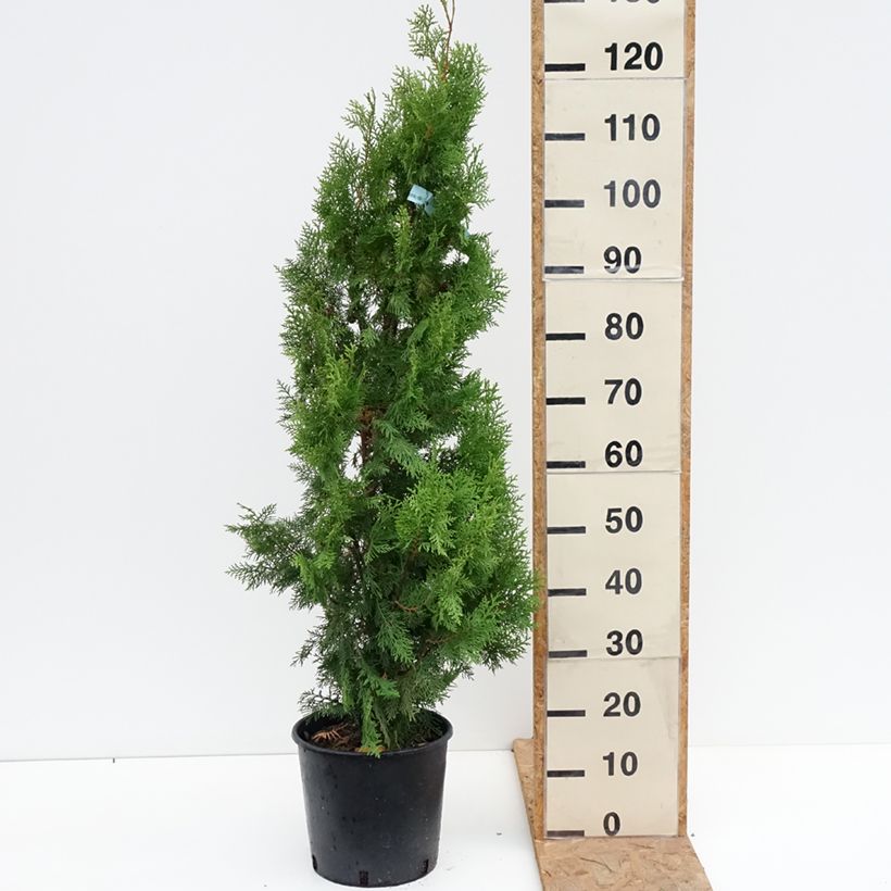 Exemplar von Thuja orientalis Pyramidalis Aurea - Amerikanischer Lebensbaum Topf mit 7,5L/10L wie im Herbst geliefert