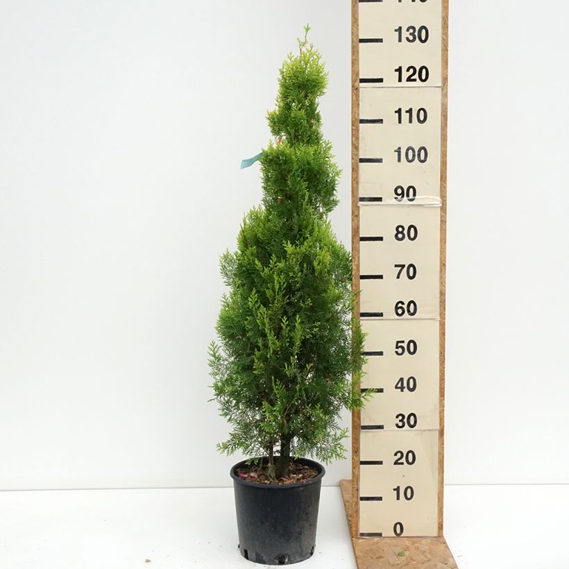 Example of Thuja orientalis Pyramidalis Aurea - Amerikanischer Lebensbaum Topf mit 7,5L/10L as you get in ete