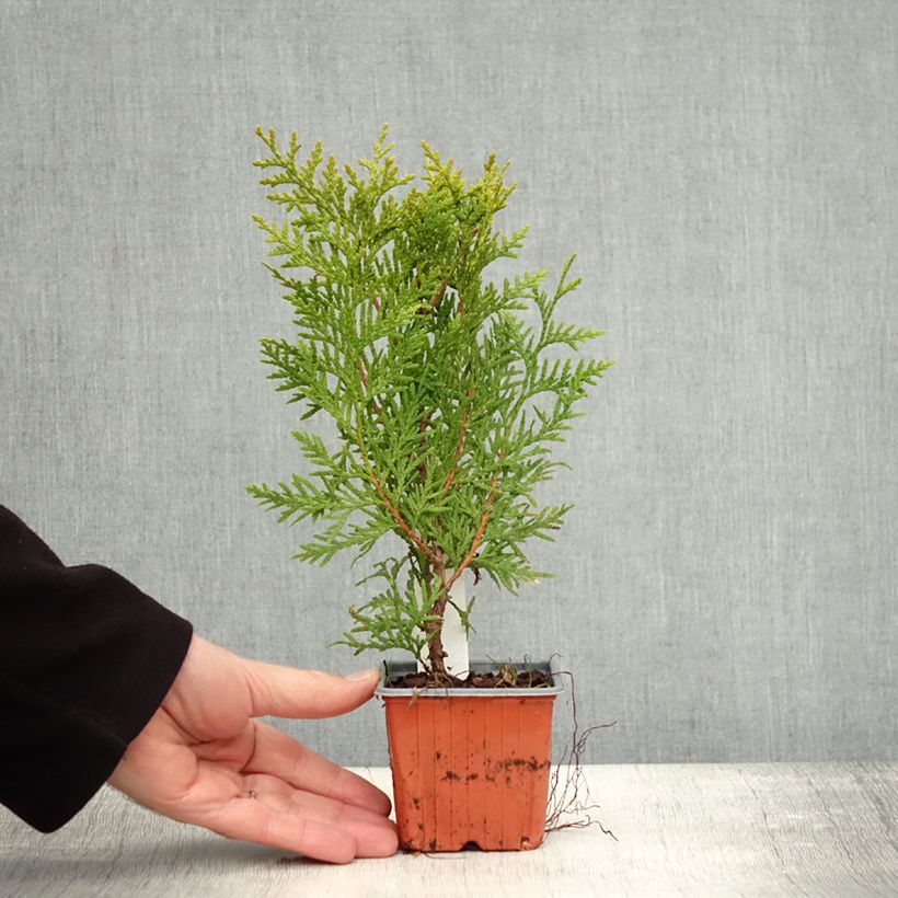 Example of Thuja occidentalis Brabant Kleine Töpfe von 8/9 cm as you get in automne