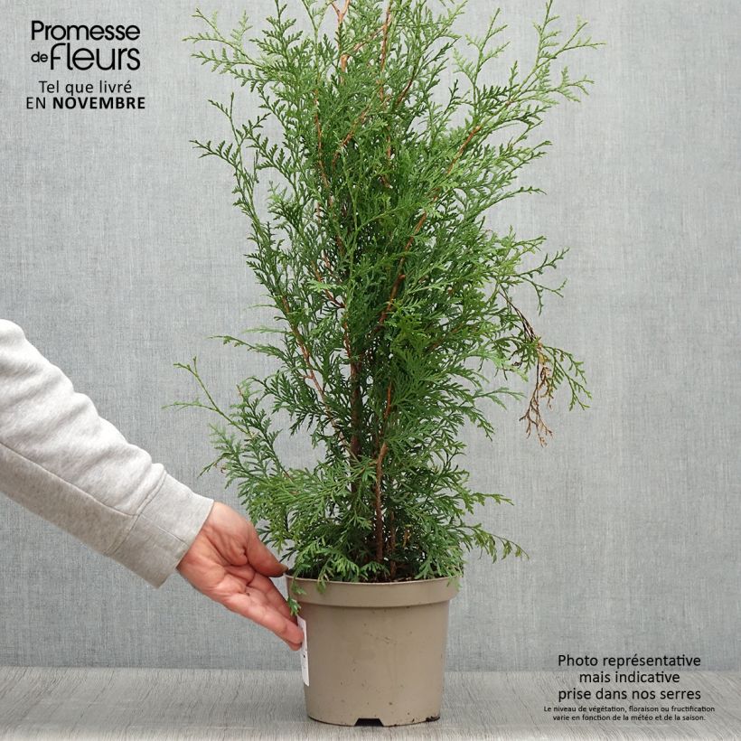 Example of Thuja occidentalis Brabant Topf mit 2L/3L as you get in automne