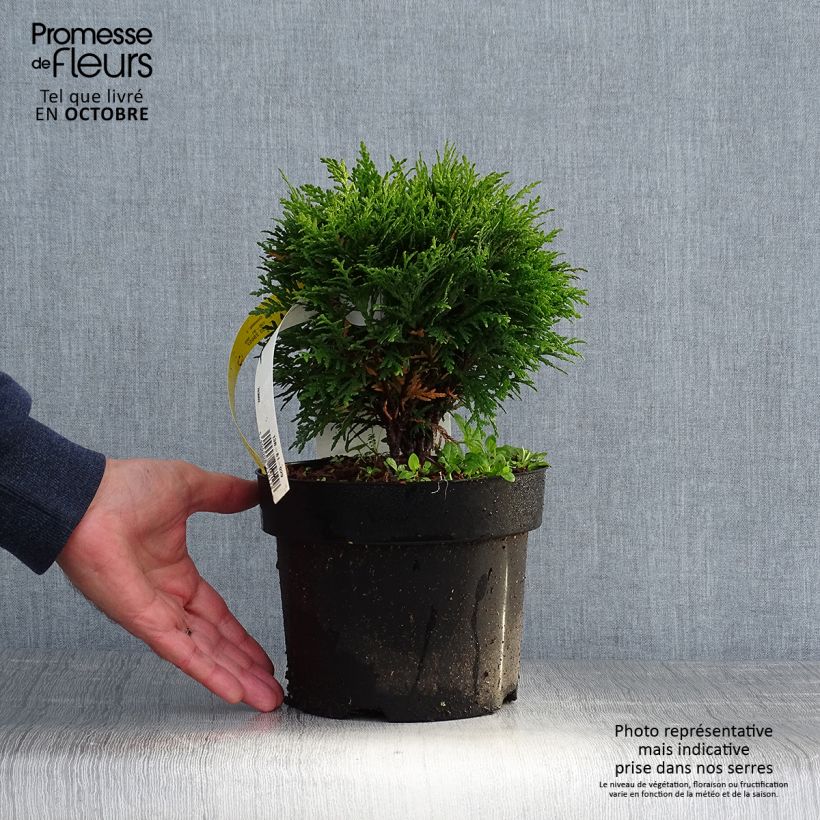 Example of Thuja occidentalis Danica Topf mit 2L/3L as you get in automne