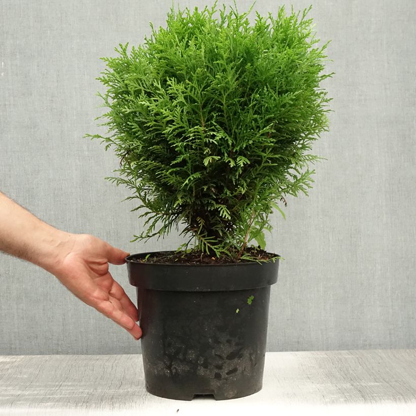 Exemplar von Thuja occidentalis Danica Topf mit 7,5L/10L wie im Sommer geliefert