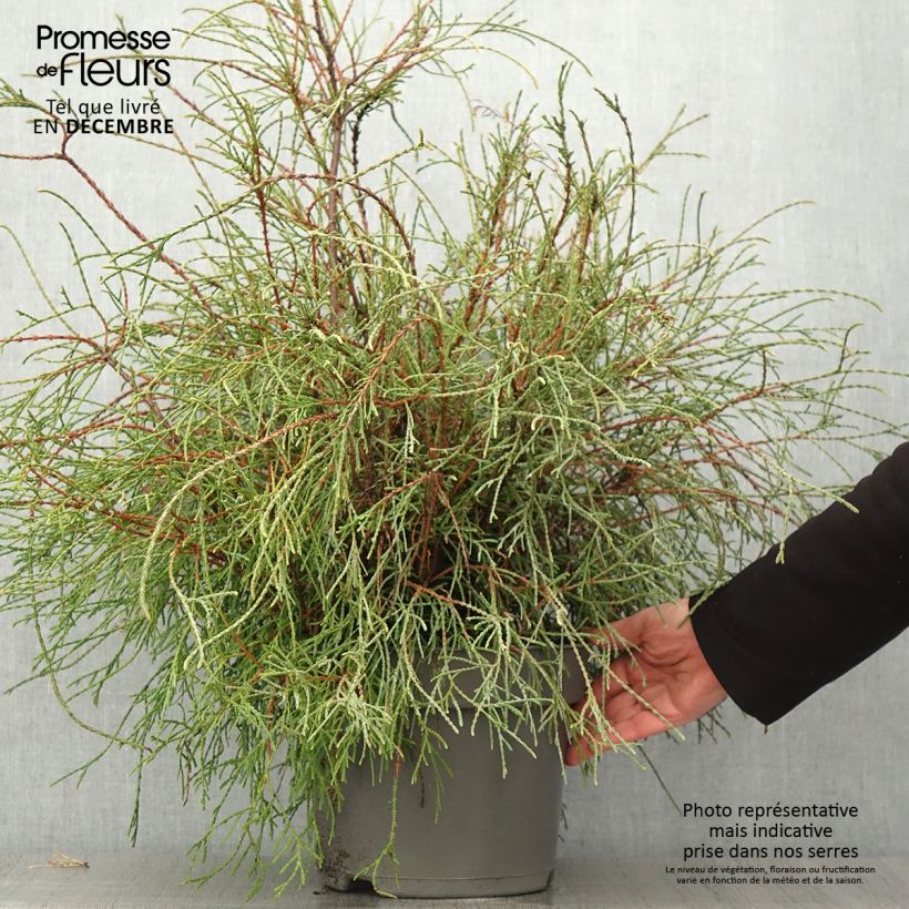 Example of Thuja occidentalis Filiformis Topf mit 7,5L/10L as you get in automne