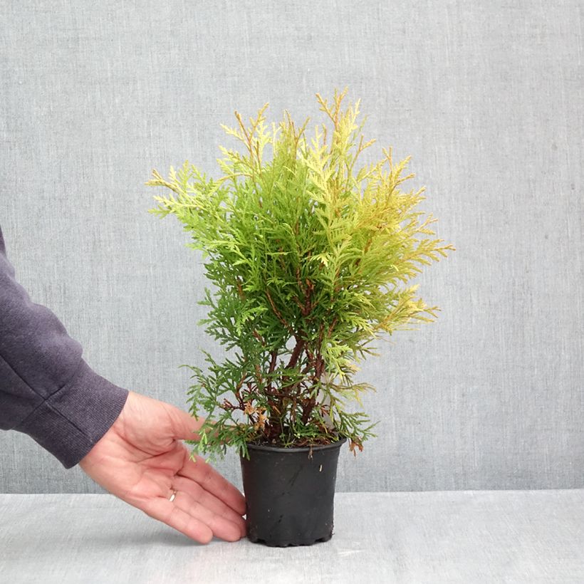 Exemplar von Thuja occidentalis Globosa Aurea Kleine Töpfe von 8/9 cm wie im Herbst geliefert