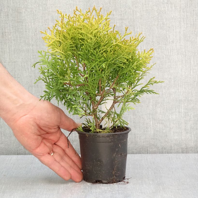 Exemplar von Thuja occidentalis Globosa Aurea Kleine Töpfe von 8/9 cm wie im Frühjahr geliefert