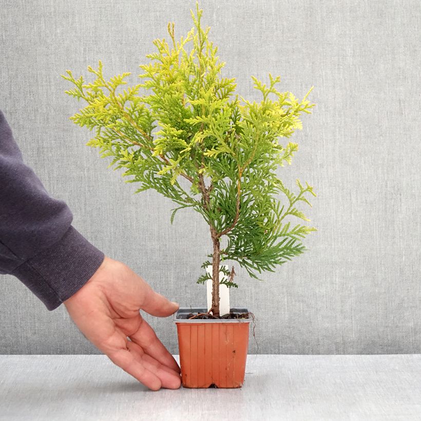 Example of Thuja occidentalis Golden Brabant Kleine Töpfe von 8/9 cm as you get in printemps