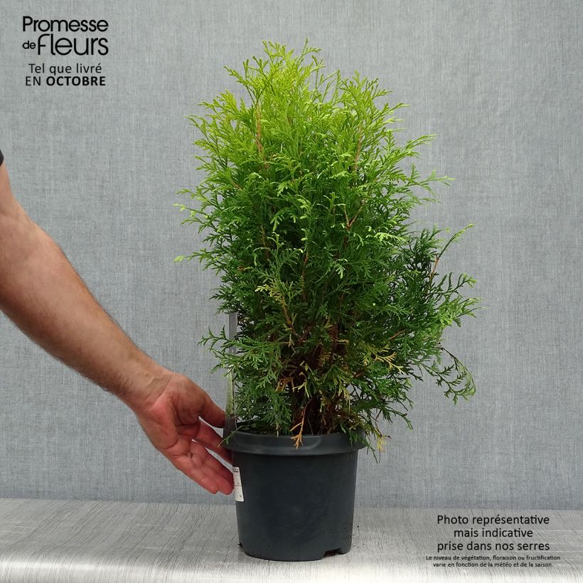 Example of Thuja occidentalis Golden Globe Topf mit 2L/3L as you get in automne