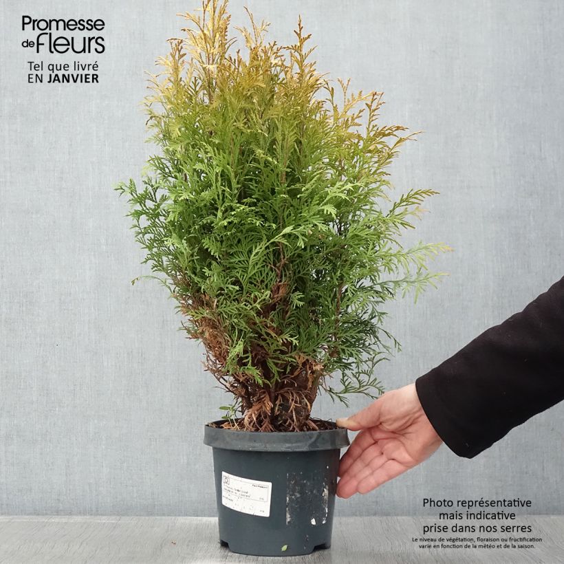 Exemplar von Thuja occidentalis Golden Globe Topf mit 2L/3L wie im Winter geliefert