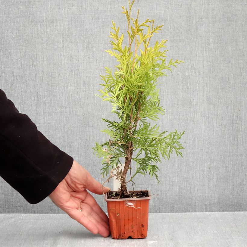 Exemplar von Thuja occidentalis Golden Globe Kleine Töpfe von 8/9 cm wie im Herbst geliefert