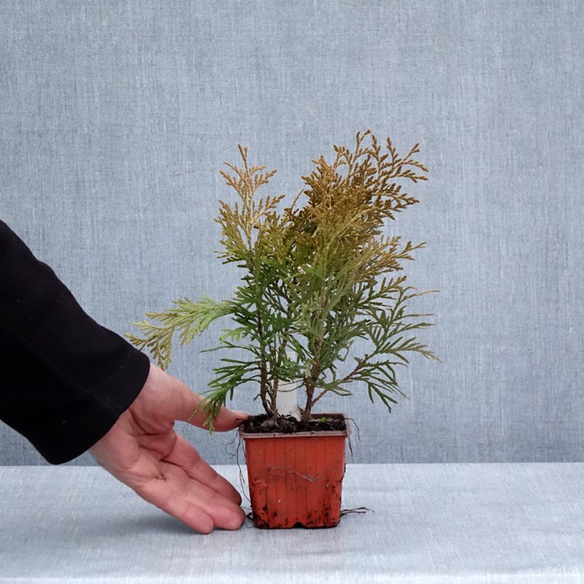 Example of Thuja occidentalis Golden Globe Kleine Töpfe von 8/9 cm as you get in hiver