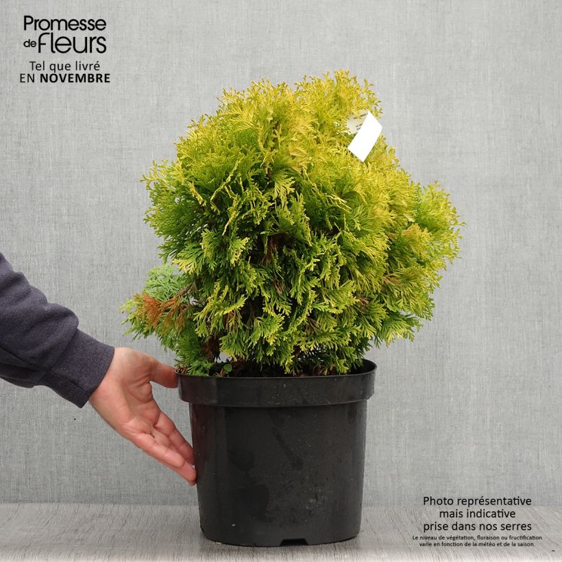 Example of Thuja occidentalis Jantar Topf mit 7,5L/10L as you get in automne