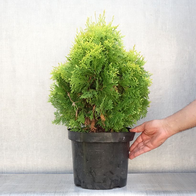Exemplar von Thuja occidentalis Jantar Topf mit 7,5L/10L wie im Sommer geliefert