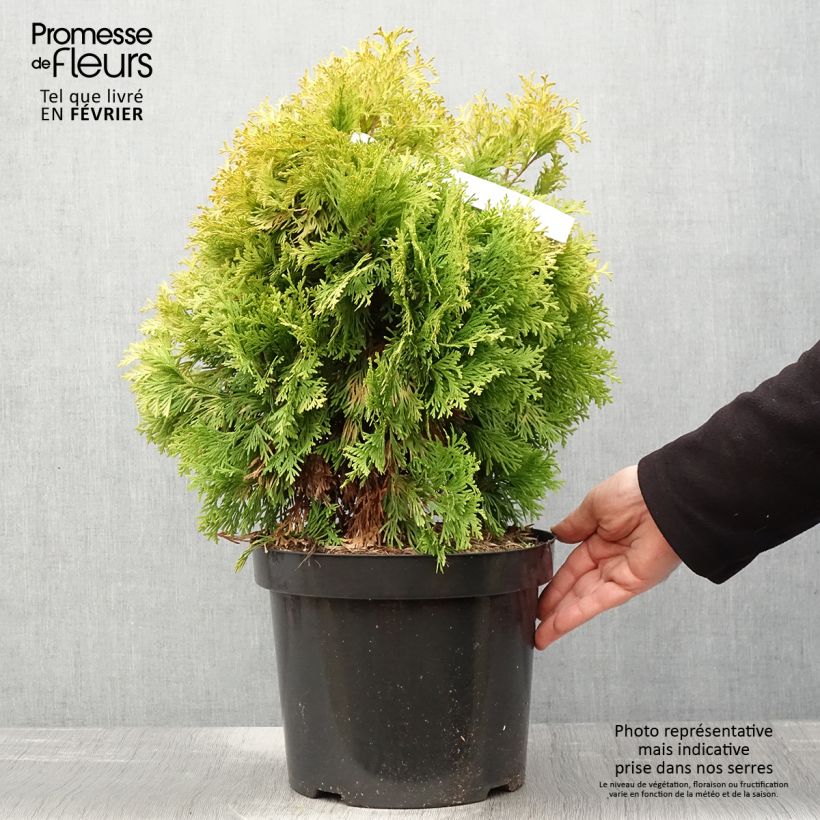 Exemplar von Thuja occidentalis Jantar Topf mit 7,5L/10L wie im Winter geliefert