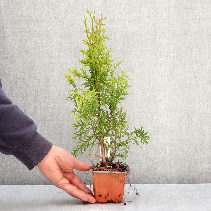 Example of Thuja occidentalis King of Brabant Kleine Töpfe von 8/9 cm as you get in printemps