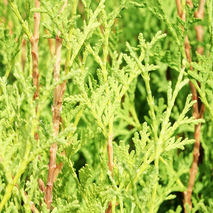 Thuja occidentalis Malonyana Aurea (Laub)