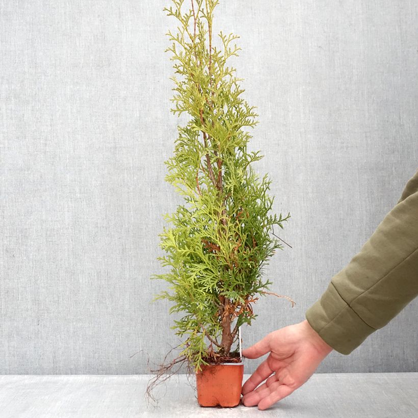Exemplar von Thuja occidentalis Malonyana Aurea Kleine Töpfe von 8/9 cm wie im Winter geliefert