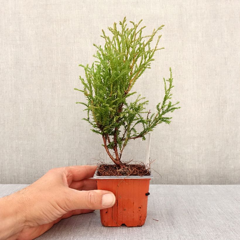 Example of Thuja occidentalis Mr Bowling Ball Kleine Töpfe von 8/9 cm as you get in printemps
