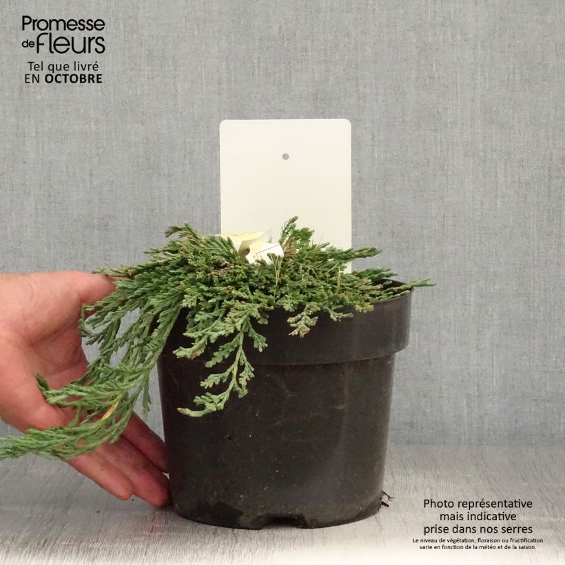 Example of Thuja occidentalis Pancake Concesarini Topf mit 2L/3L as you get in automne