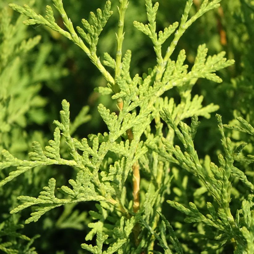 Thuja occidentalis Pyramidalis Compacta (Laub)