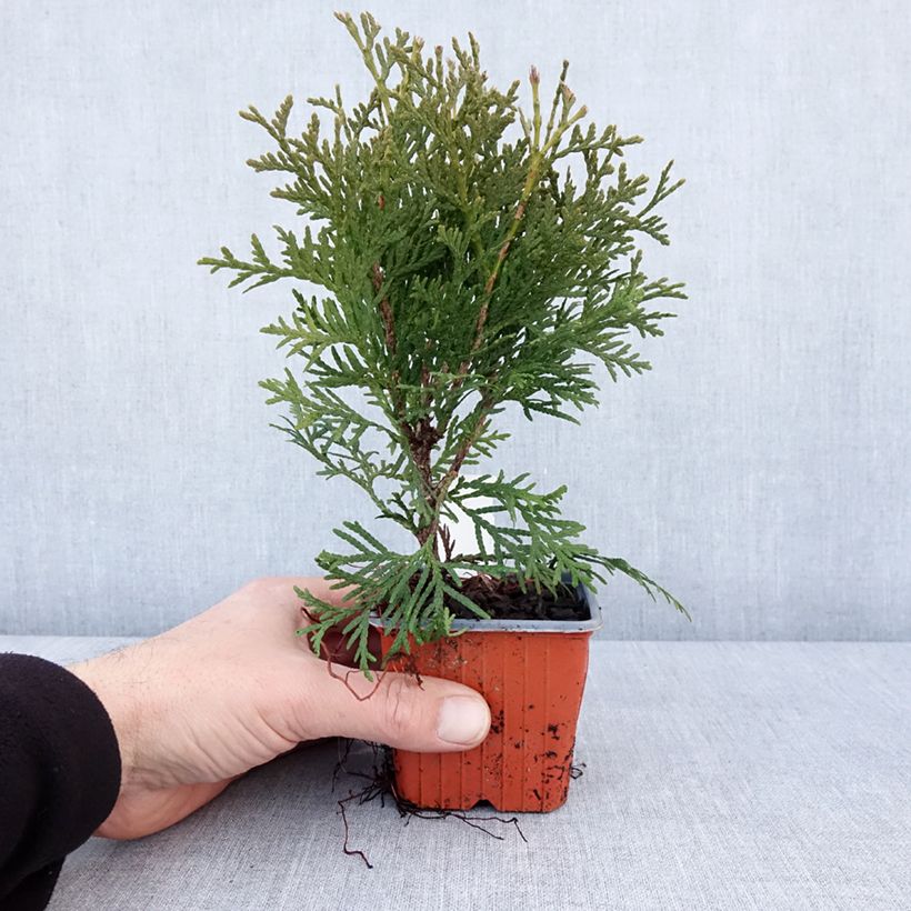 Example of Thuja occidentalis Pyramidalis Compacta Kleine Töpfe von 8/9 cm as you get in hiver