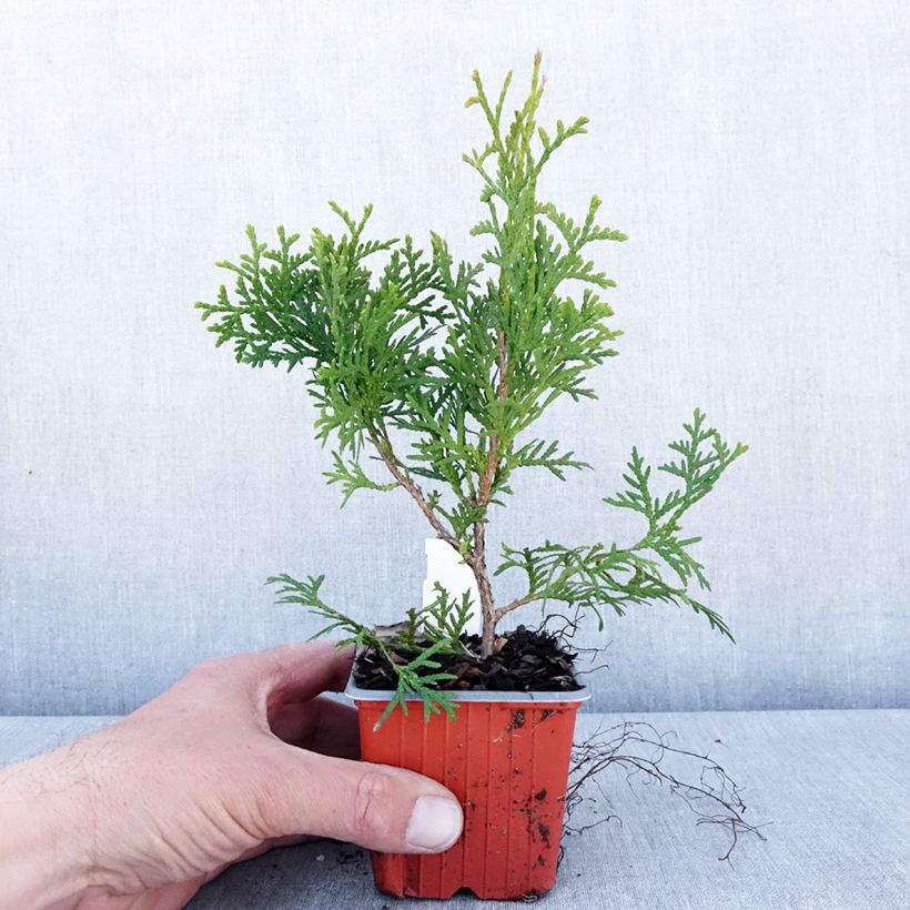 Exemplar von Thuja occidentalis Pyramidalis Compacta Kleine Töpfe von 8/9 cm wie im Frühjahr geliefert