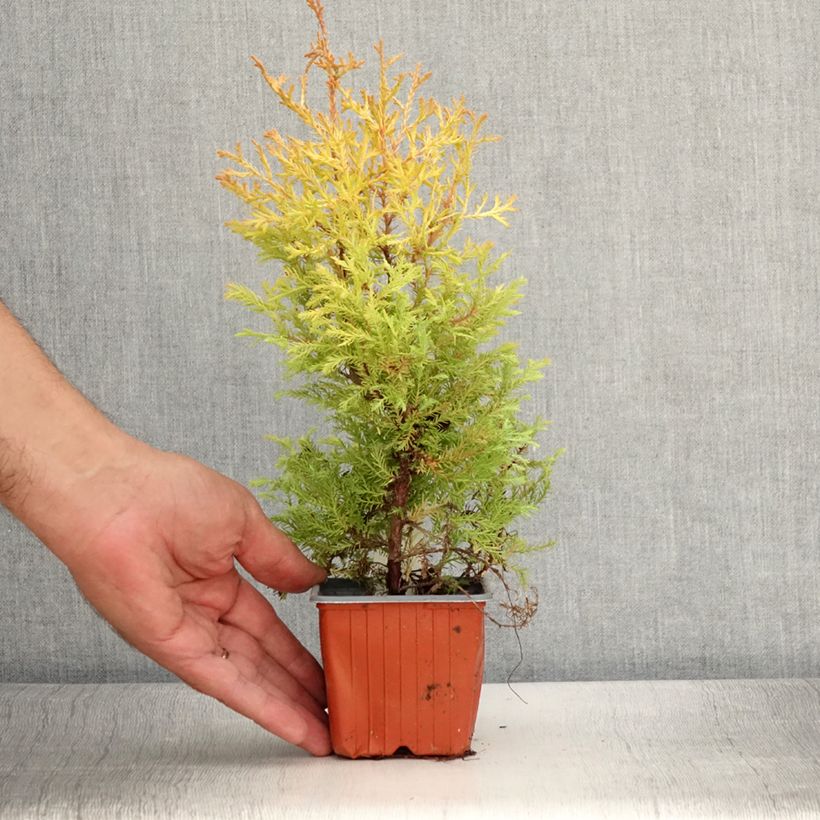 Example of Thuja occidentalis Rheingold Kleine Töpfe von 8/9 cm as you get in ete
