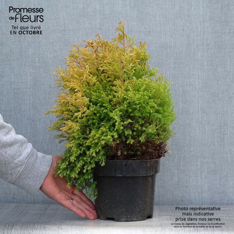 Example of Thuja occidentalis Rheingold Topf mit 2L/3L as you get in automne