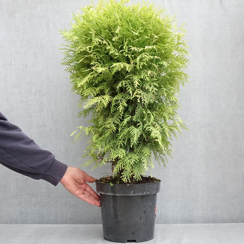 Example of Thuja occidentalis Selena - Amerikanischer Lebensbaum Topf mit 7,5L/10L as you get in printemps