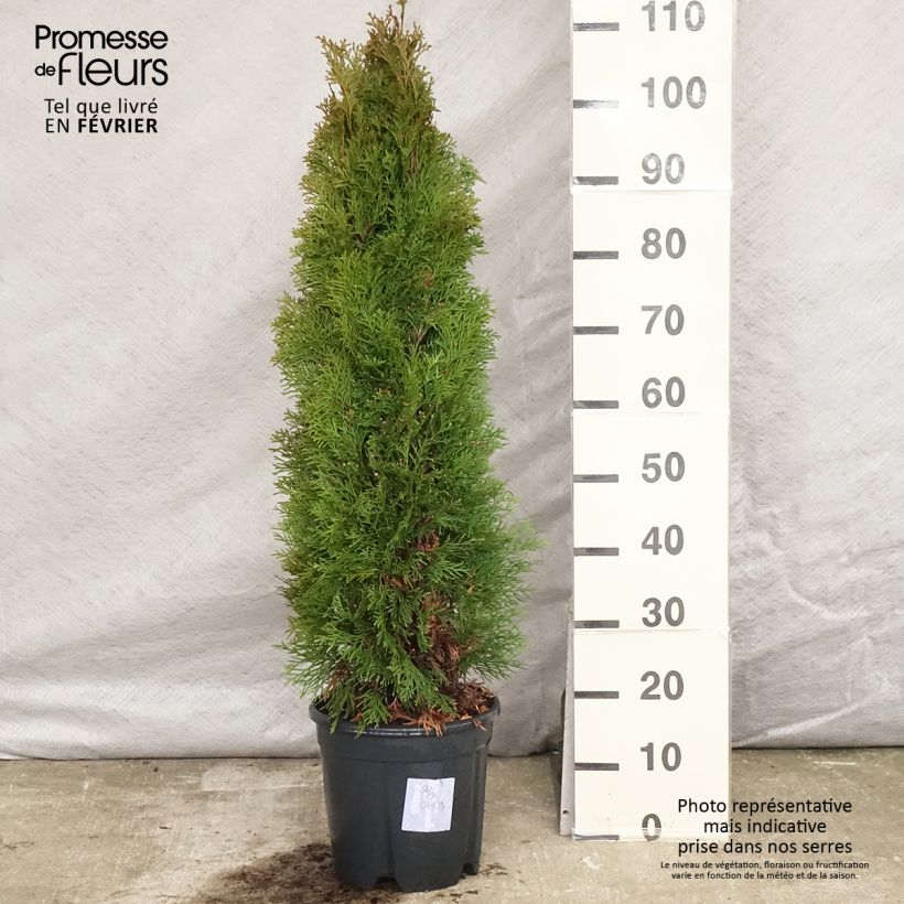 Exemplar von Thuja occidentalis Smaragd Topf mit 7,5L/10L wie im Winter geliefert