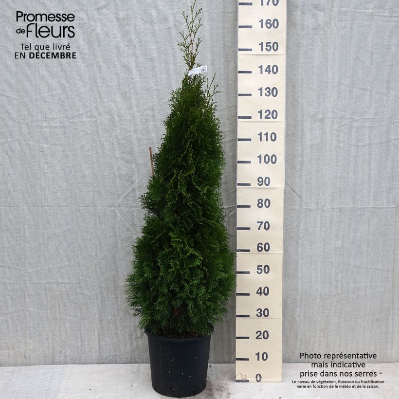 Example of Thuja occidentalis Smaragd Topf mit 12L/15L as you get in automne