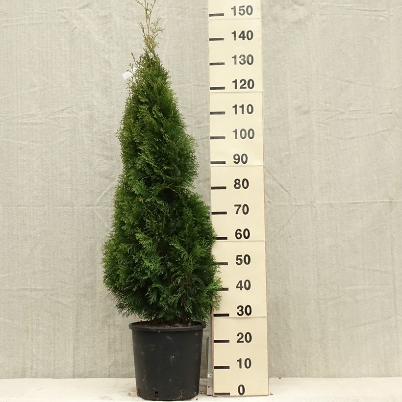 Exemplar von Thuja occidentalis Smaragd Topf mit 12L/15L wie im Frühjahr geliefert