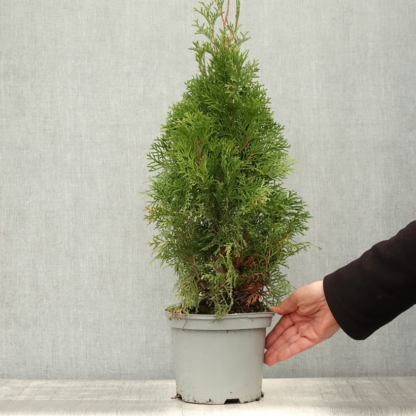 Example of Thuja occidentalis Smaragd Topf mit 3L/4L as you get in automne