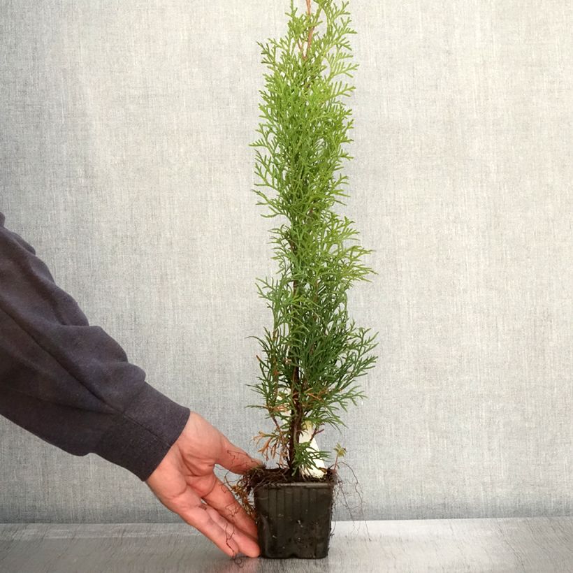 Example of Thuja occidentalis Smaragd Kleine Töpfe von 8/9 cm as you get in automne