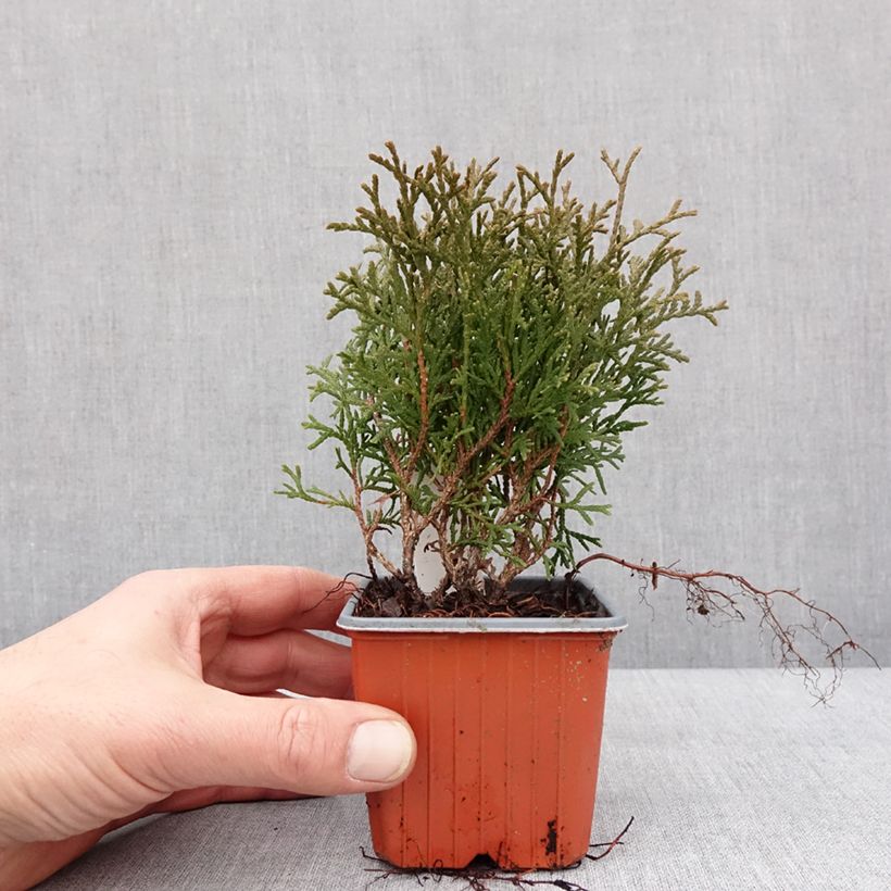 Example of Thuja occidentalis Tiny Tim Kleine Töpfe von 8/9 cm as you get in hiver