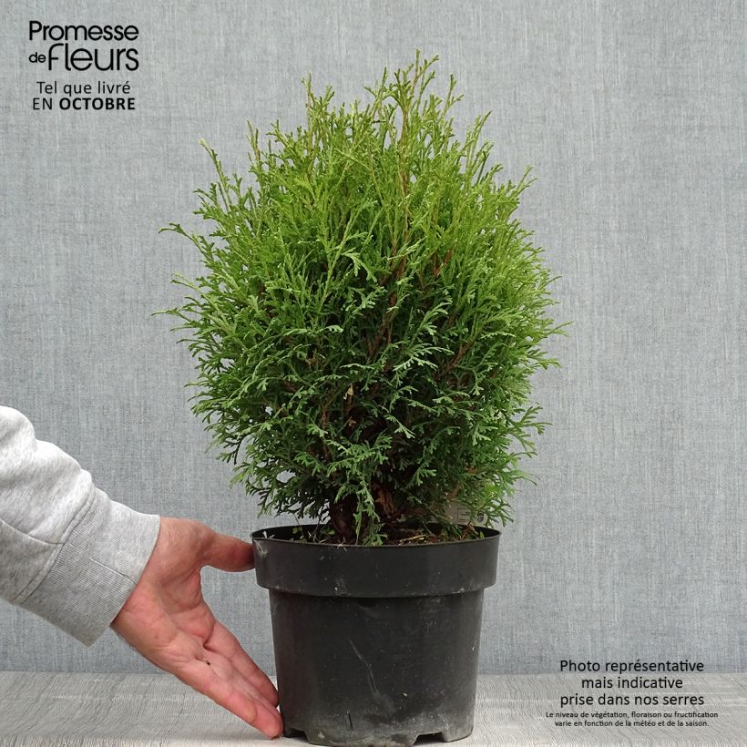 Example of Thuja occidentalis Tiny Tim Topf mit 2L/3L as you get in automne