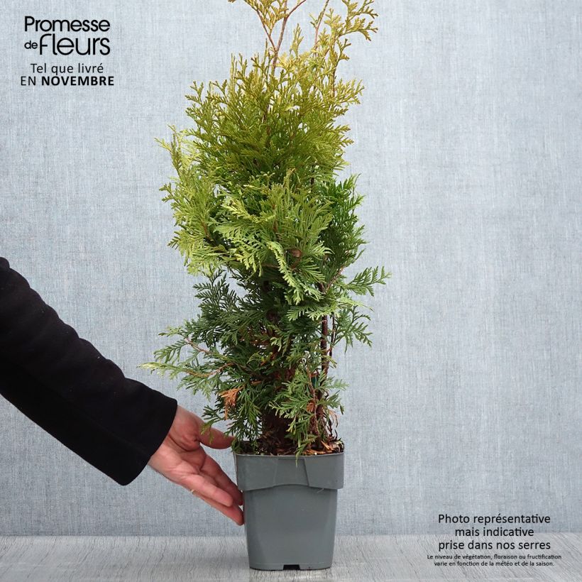 Example of Thuja occidentalis Yellow Ribbon Topf mit 2L/3L as you get in automne