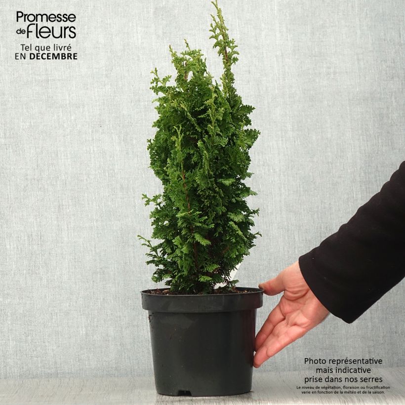 Example of Thuja occidentalis Zmatlik Topf mit 3L/4L as you get in automne
