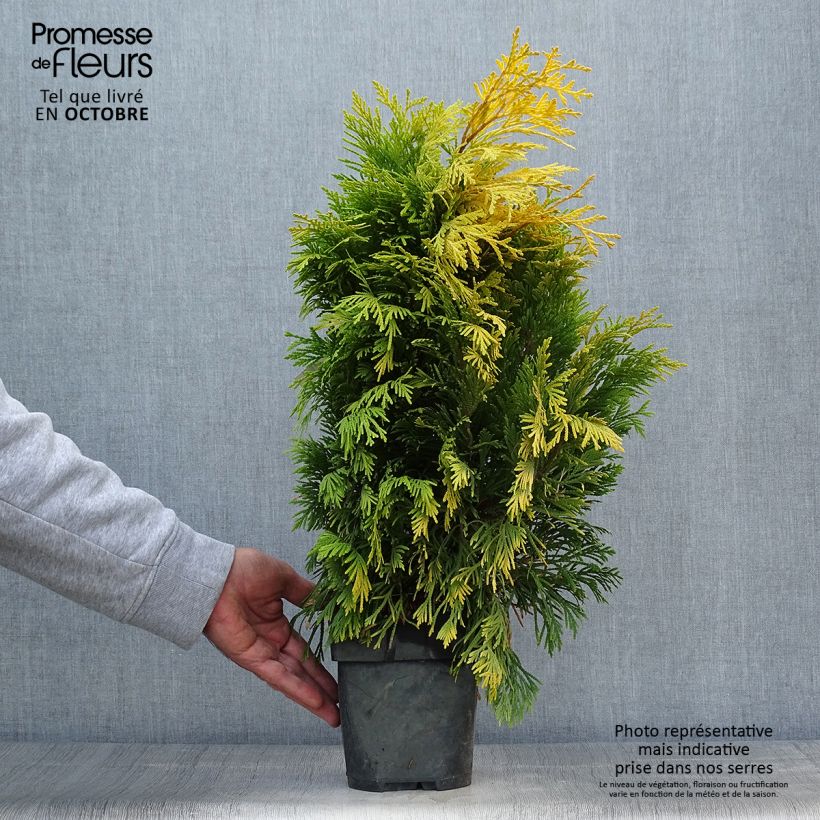 Example of Thuja plicata 4 Ever Goldy Topf mit 2L/3L as you get in automne
