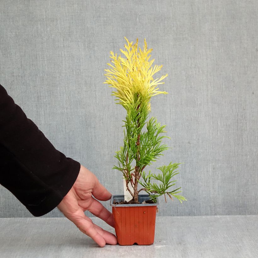 Exemplar von Thuja plicata 4 Ever Goldy Kleine Töpfe von 8/9 cm wie im Herbst geliefert