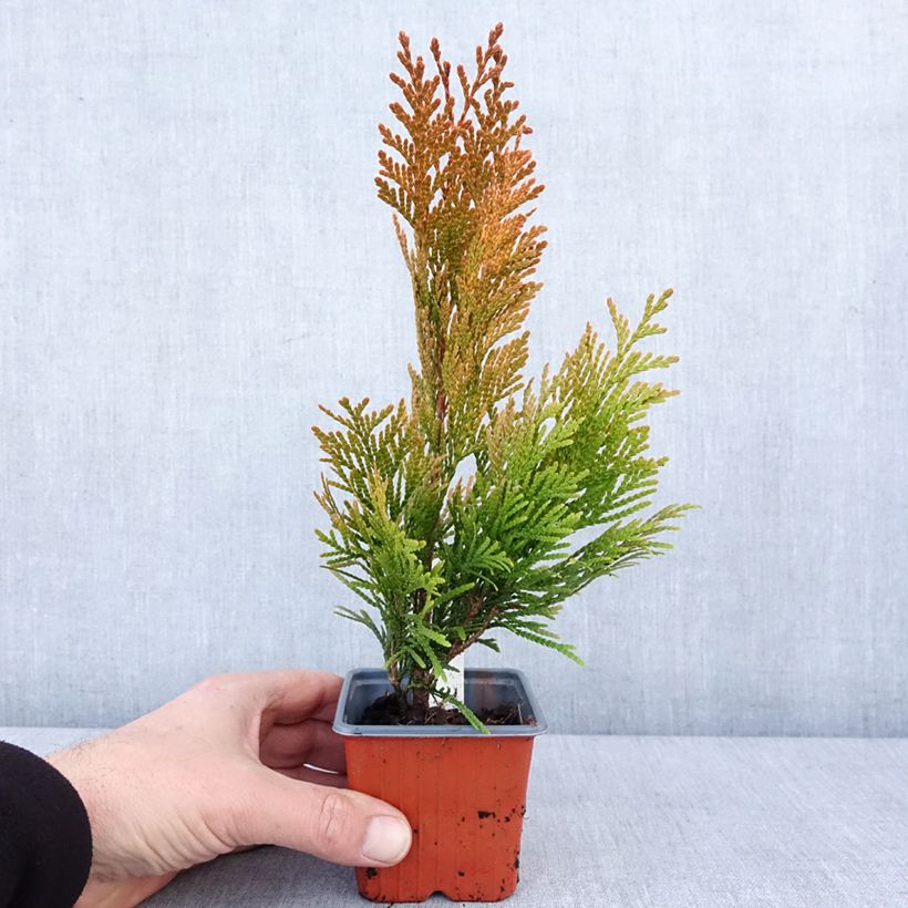 Example of Thuja plicata 4 Ever Goldy Kleine Töpfe von 8/9 cm as you get in hiver