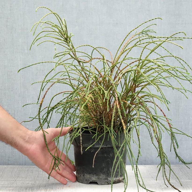 Exemplar von Thuja plicata Whipcord Topf mit 3L/4L wie im Sommer geliefert